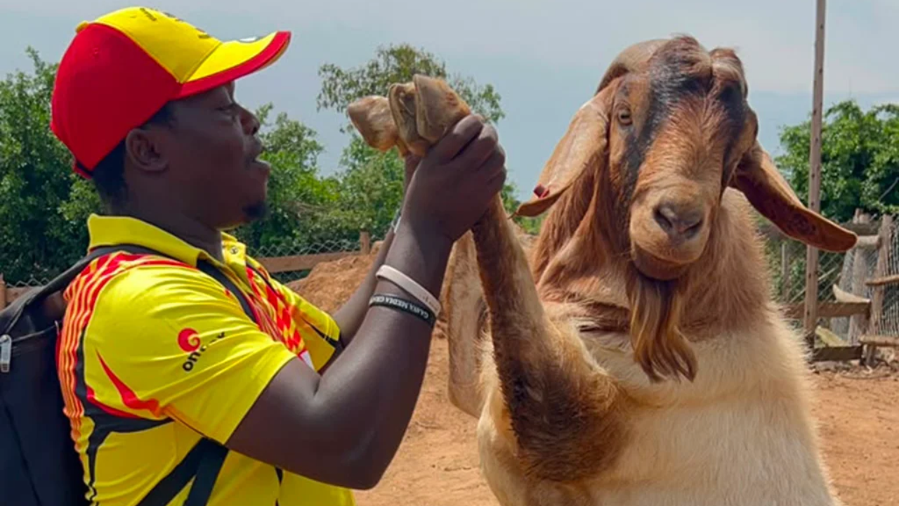 Cricket Uganda RDO Ssempijja Lawrence inspects goats at the Youth Platform Africa farm in Maddu, Gomba.